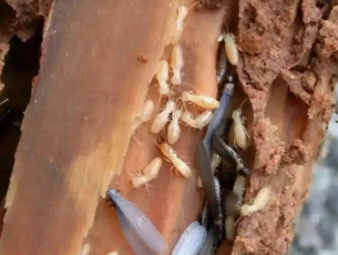 莱山白蚁防治公司分享实木家居养护：远离白蚁侵蚀，延长家具使用寿命